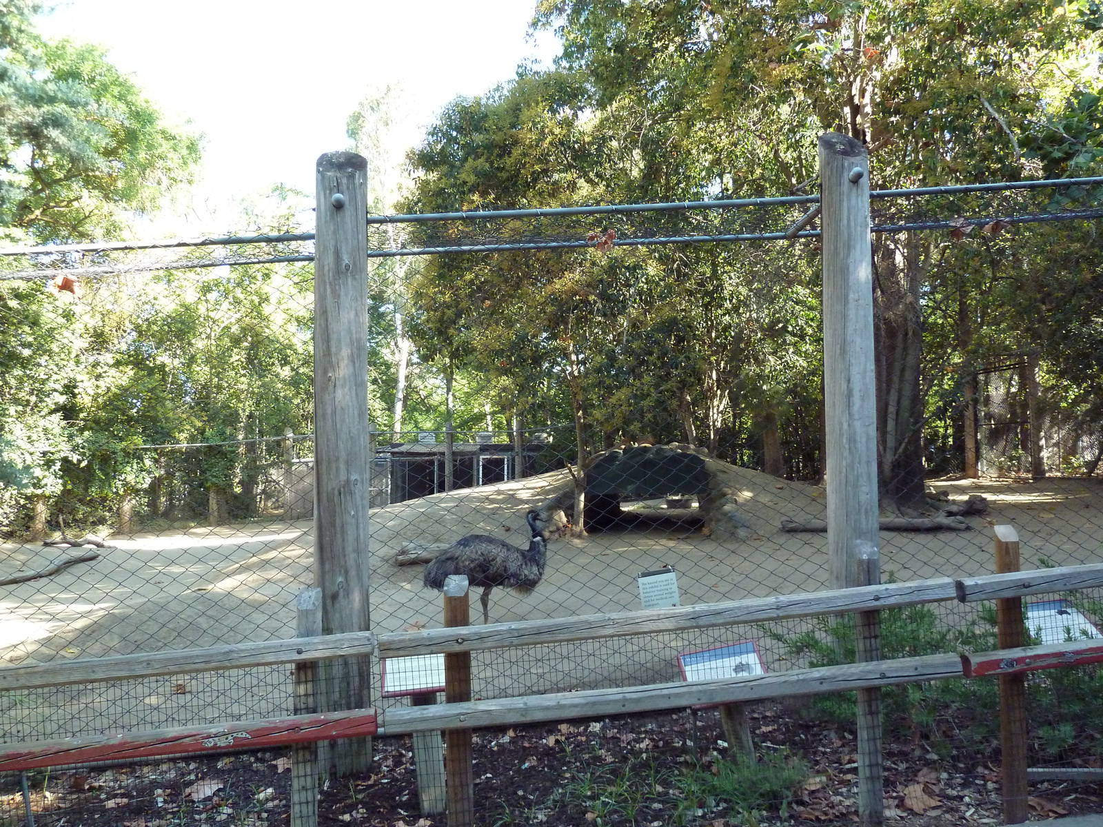 Red Kangaroo/Red-Necked Wallaby/Emu Exhibit