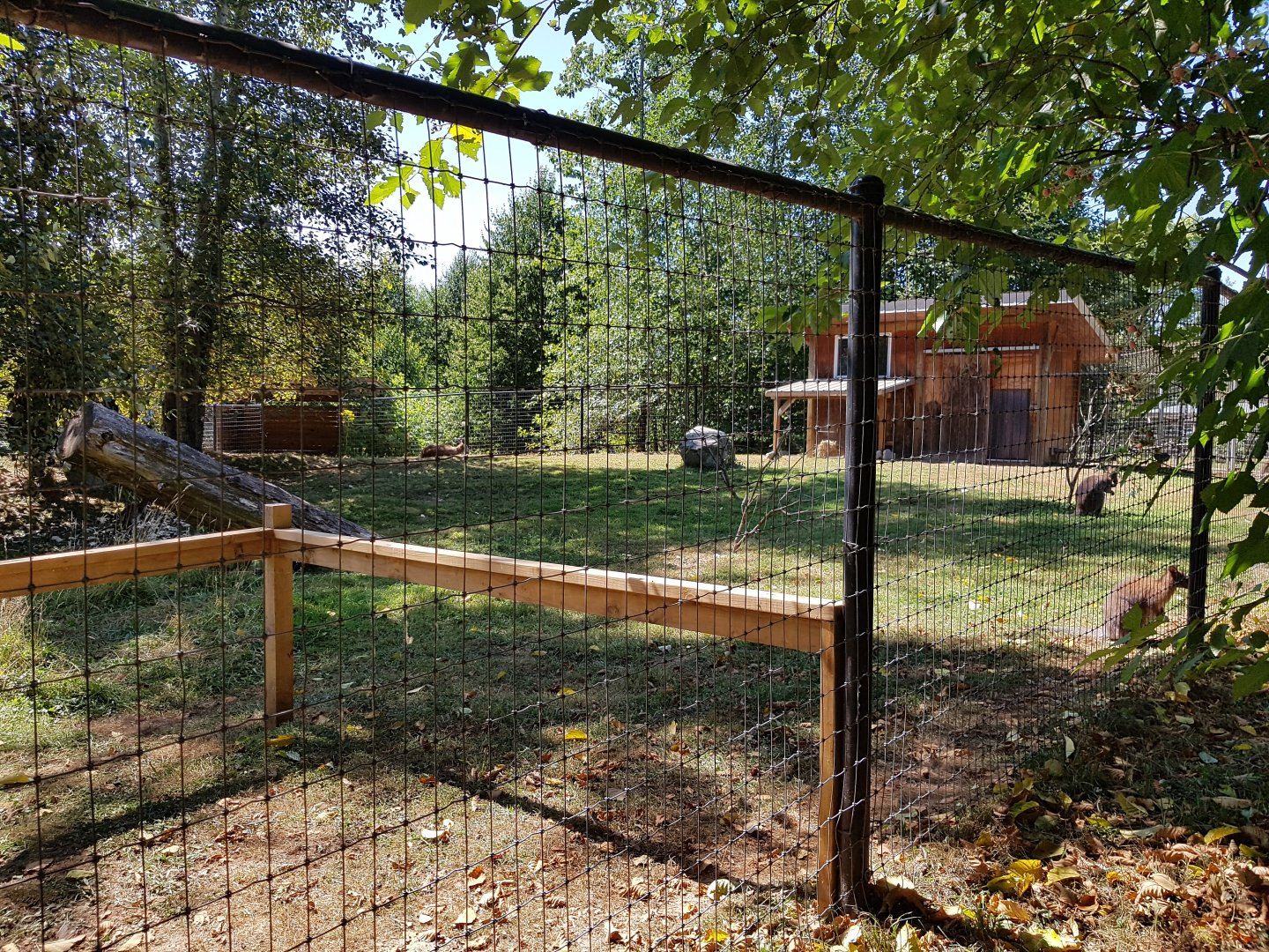 Red Kangaroo, Red-Necked Wallaby, & Emu Exhibit