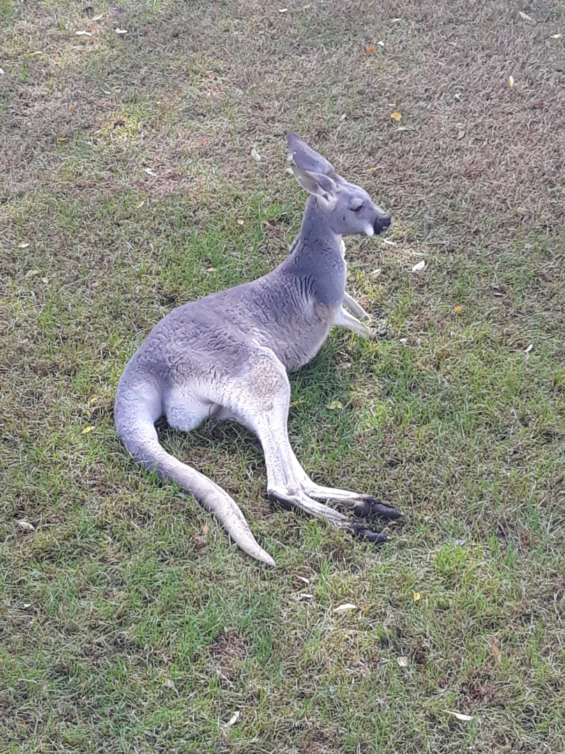 Red kangaroo relaxes