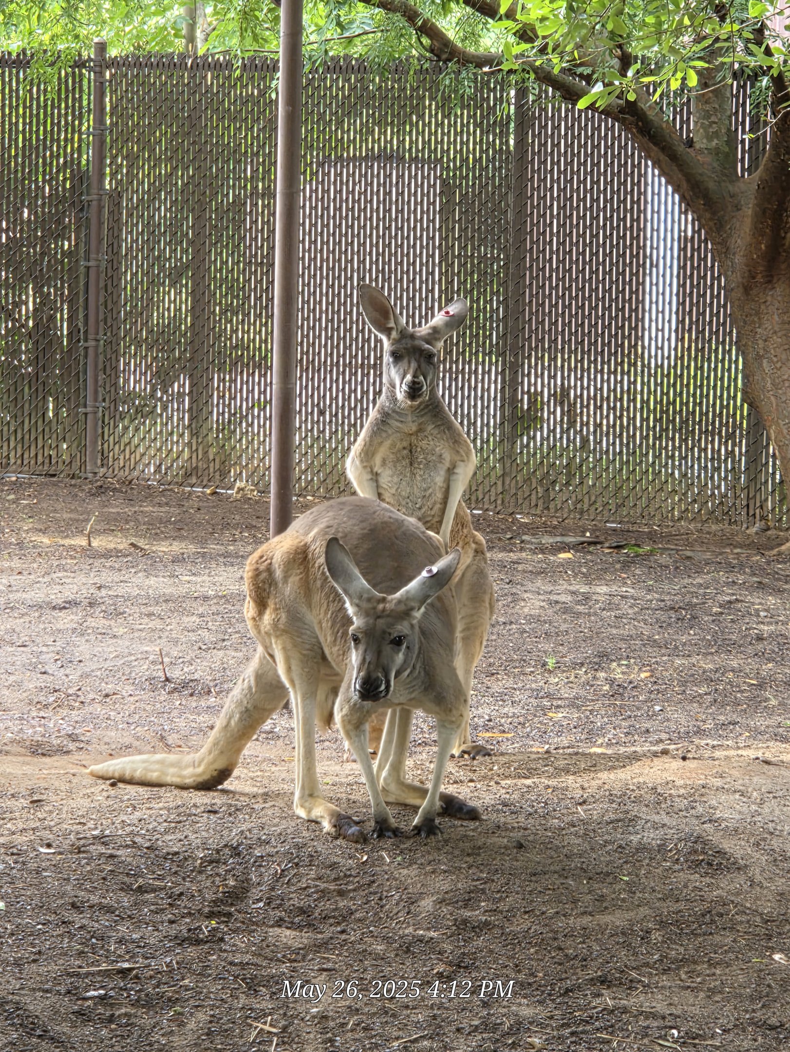 Red Kangaroo-Riverbanks Zoo