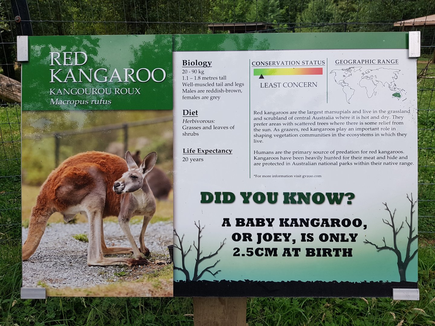 Red Kangaroo Sign