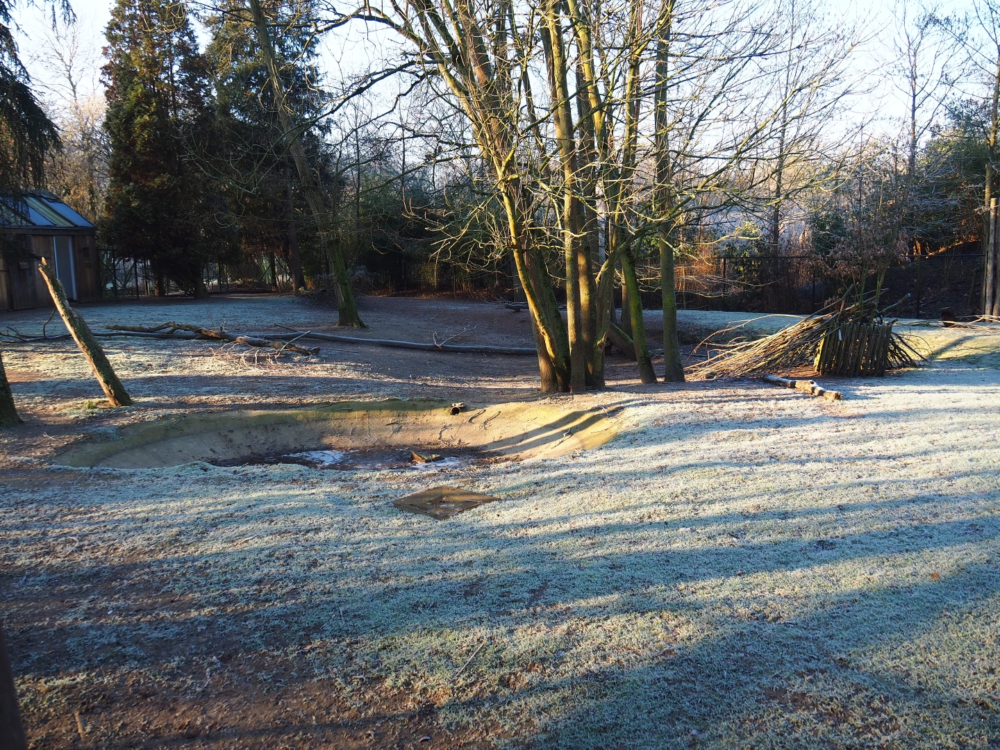 Red kangaroo - Swamp wallaby - Emu paddock (Jan 20th, 2019)
