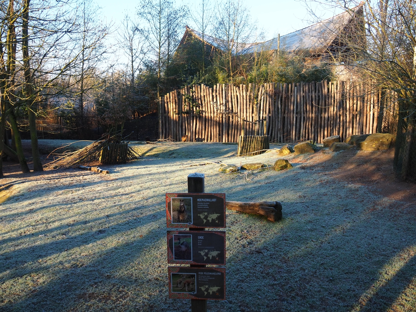 Red kangaroo - Swamp wallaby - Emu paddock (Jan 20th, 2019)