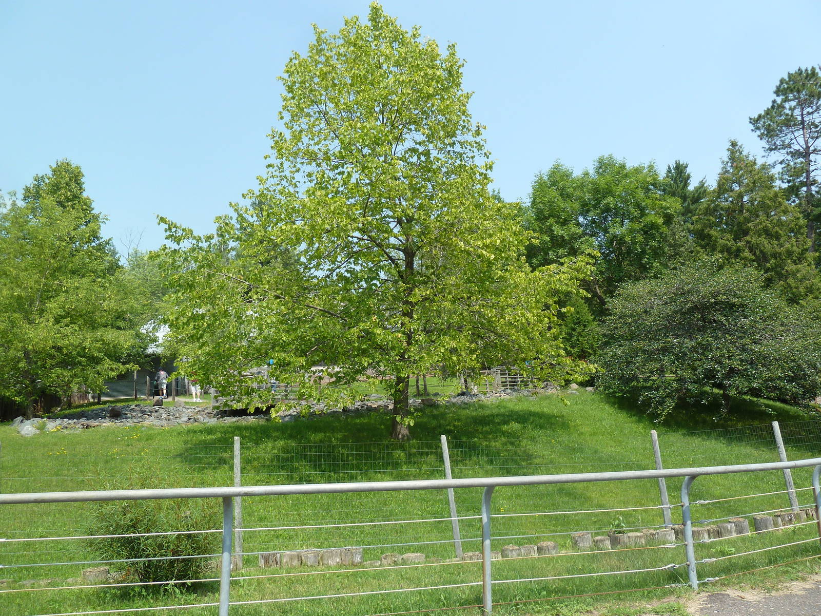 Red Kangaroo Walk-Through Exhibit
