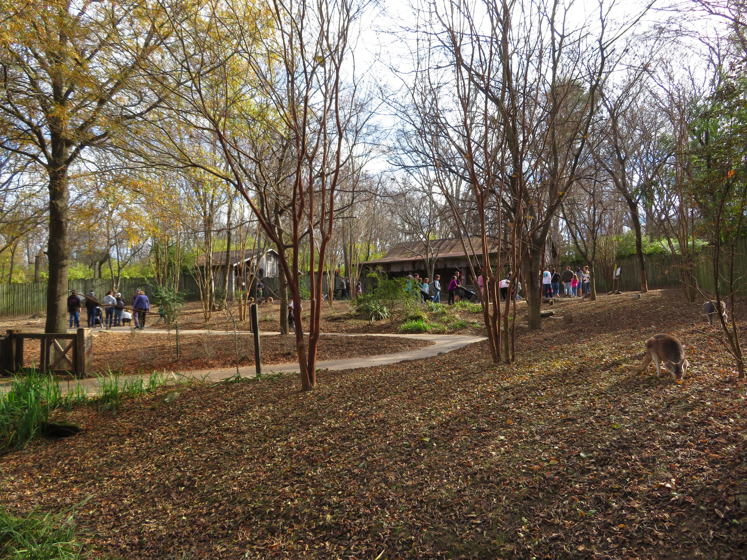 Red Kangaroo Walk-through