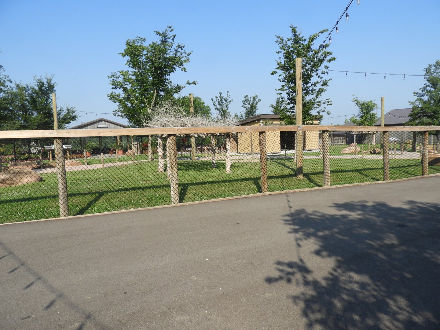 Red Kangaroo walkabout