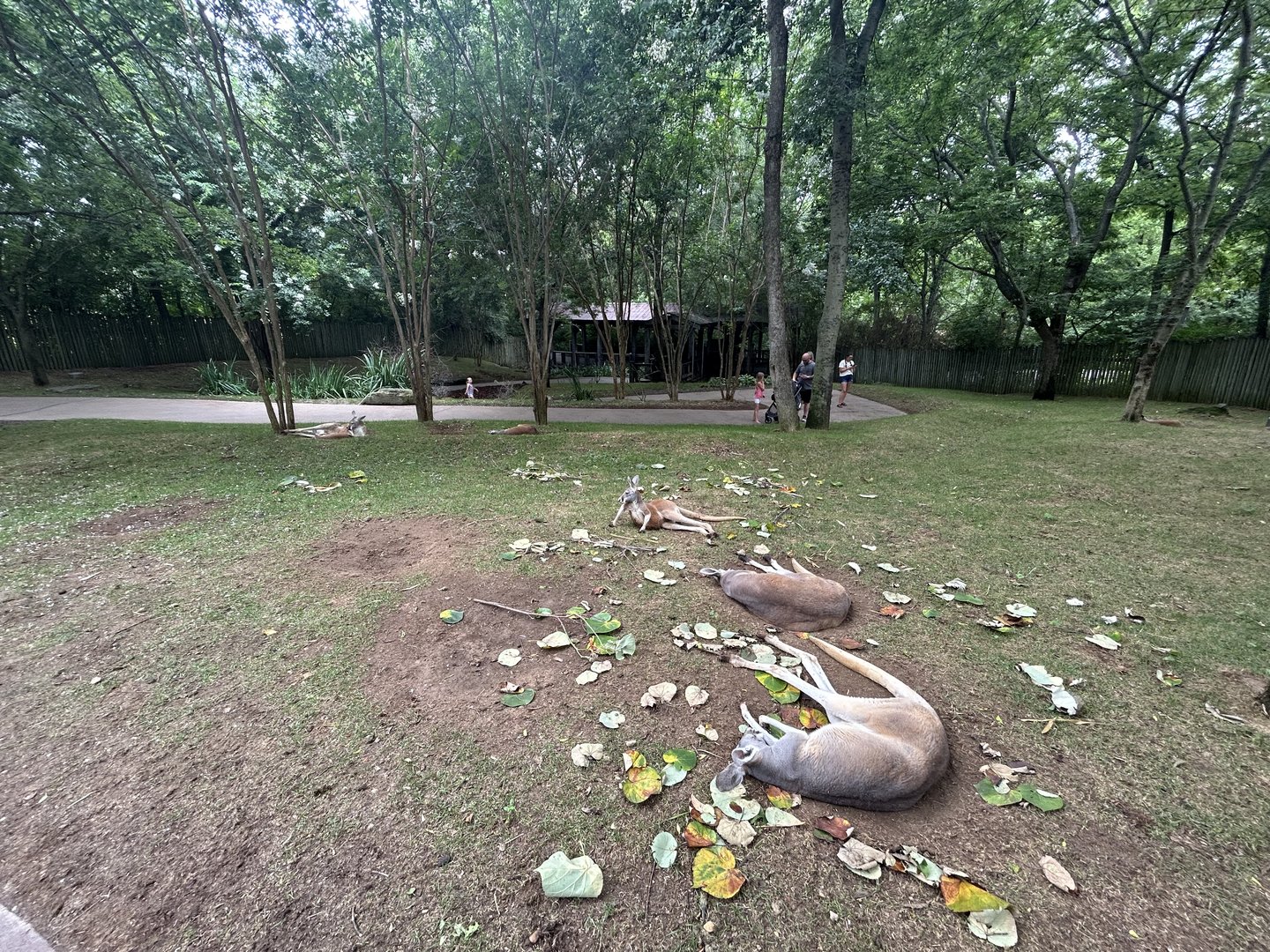Red Kangaroo Walkthrough Exhibit