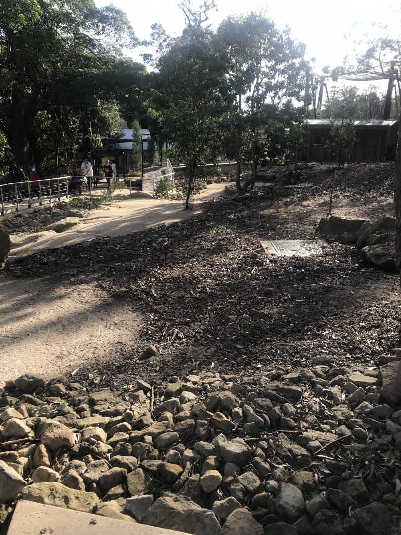 Red Kangaroo Walkthrough