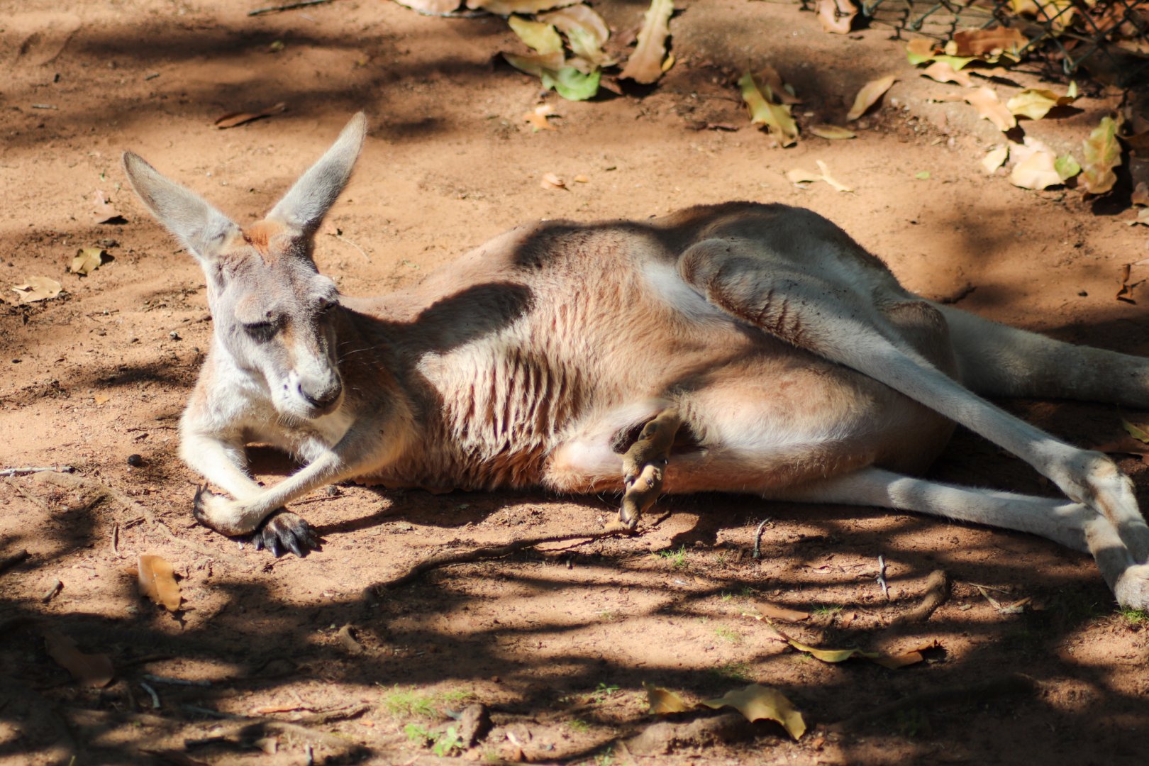 Red Kangaroo with Joey (Osphranter rufus)