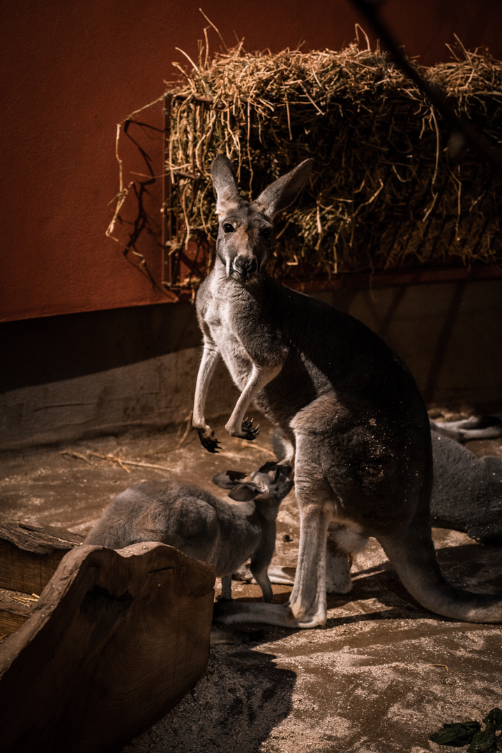Red Kangaroo with offspring