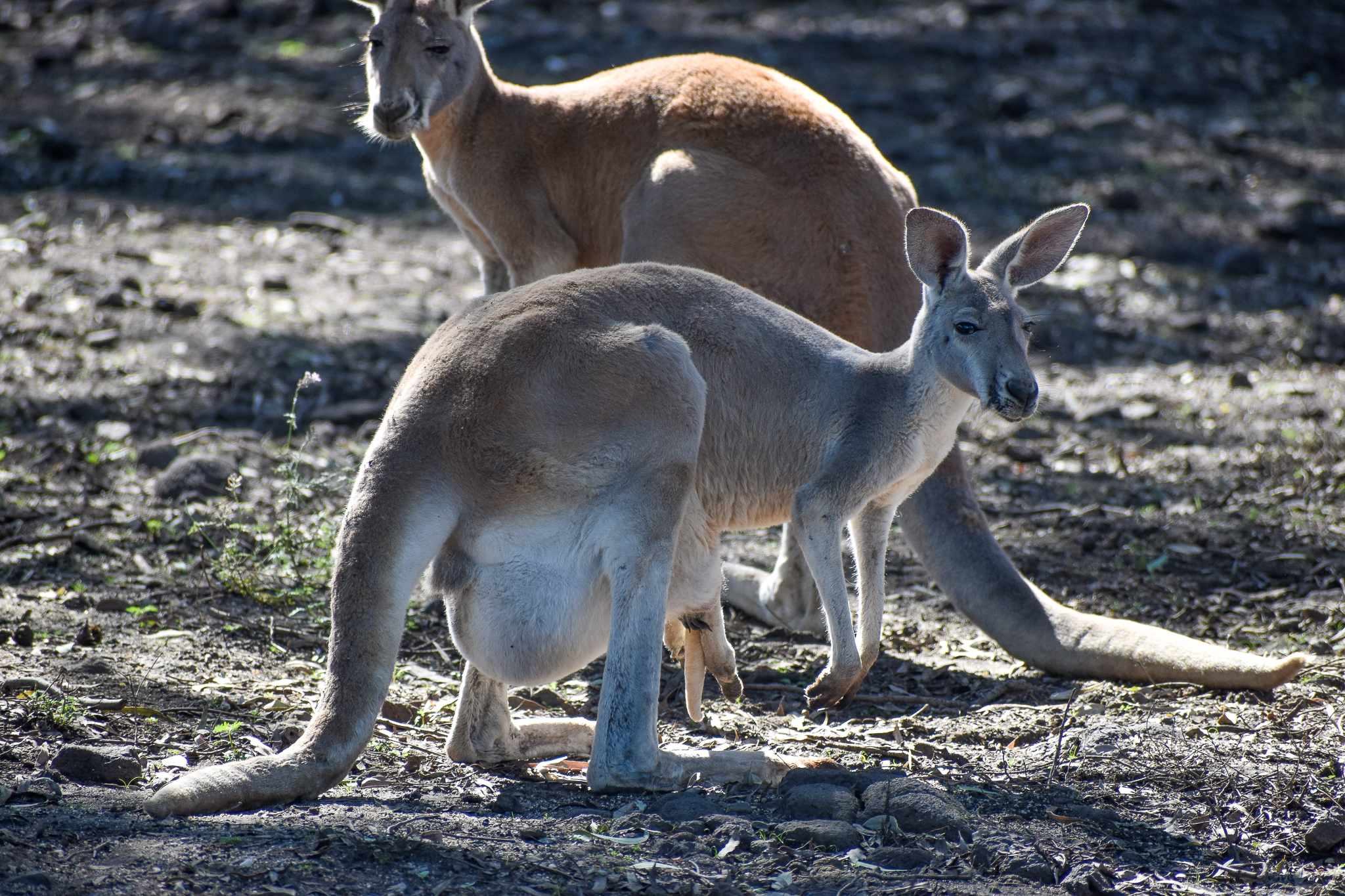 Red Kangaroo with pouch young