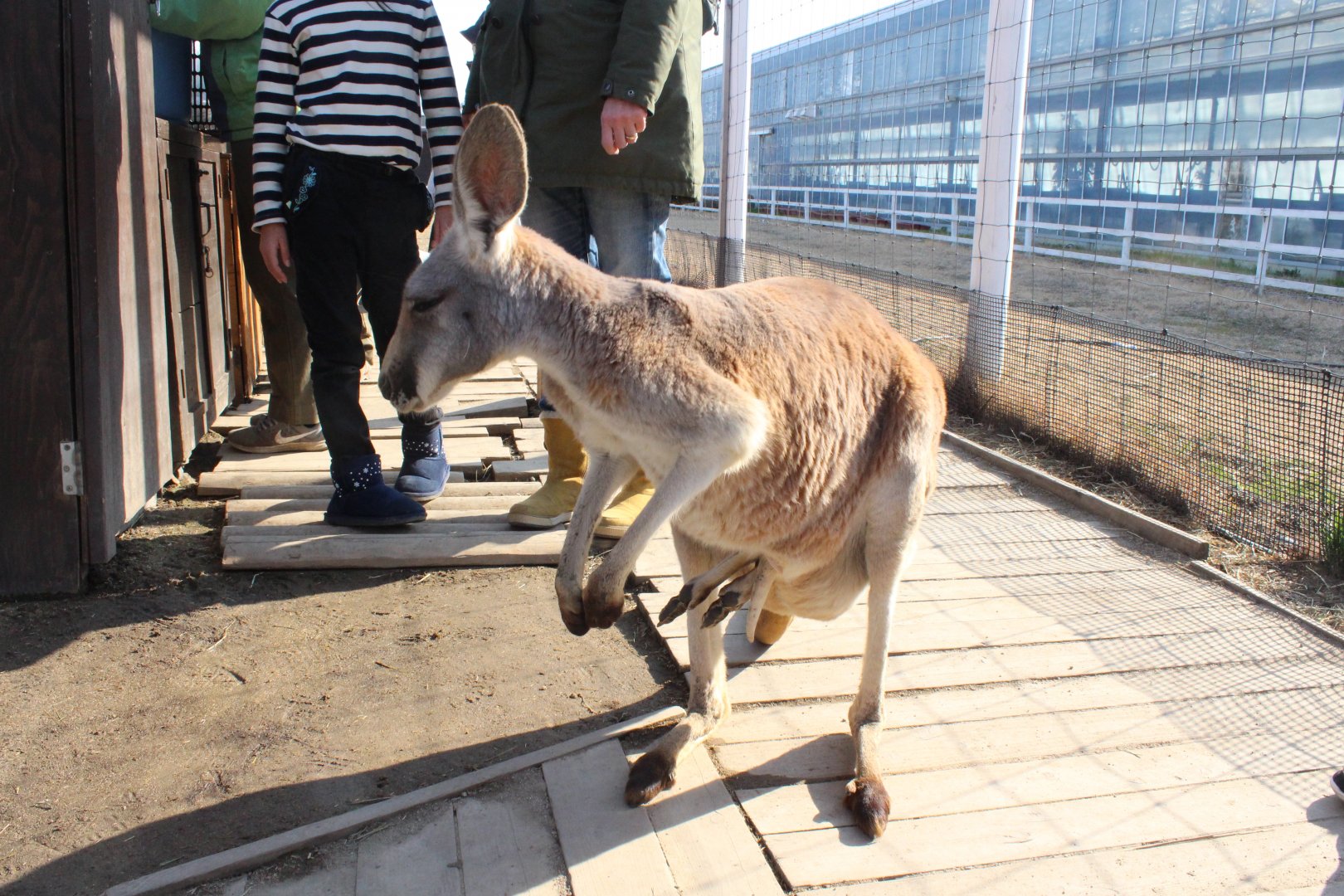 Red kangaroo with three foot