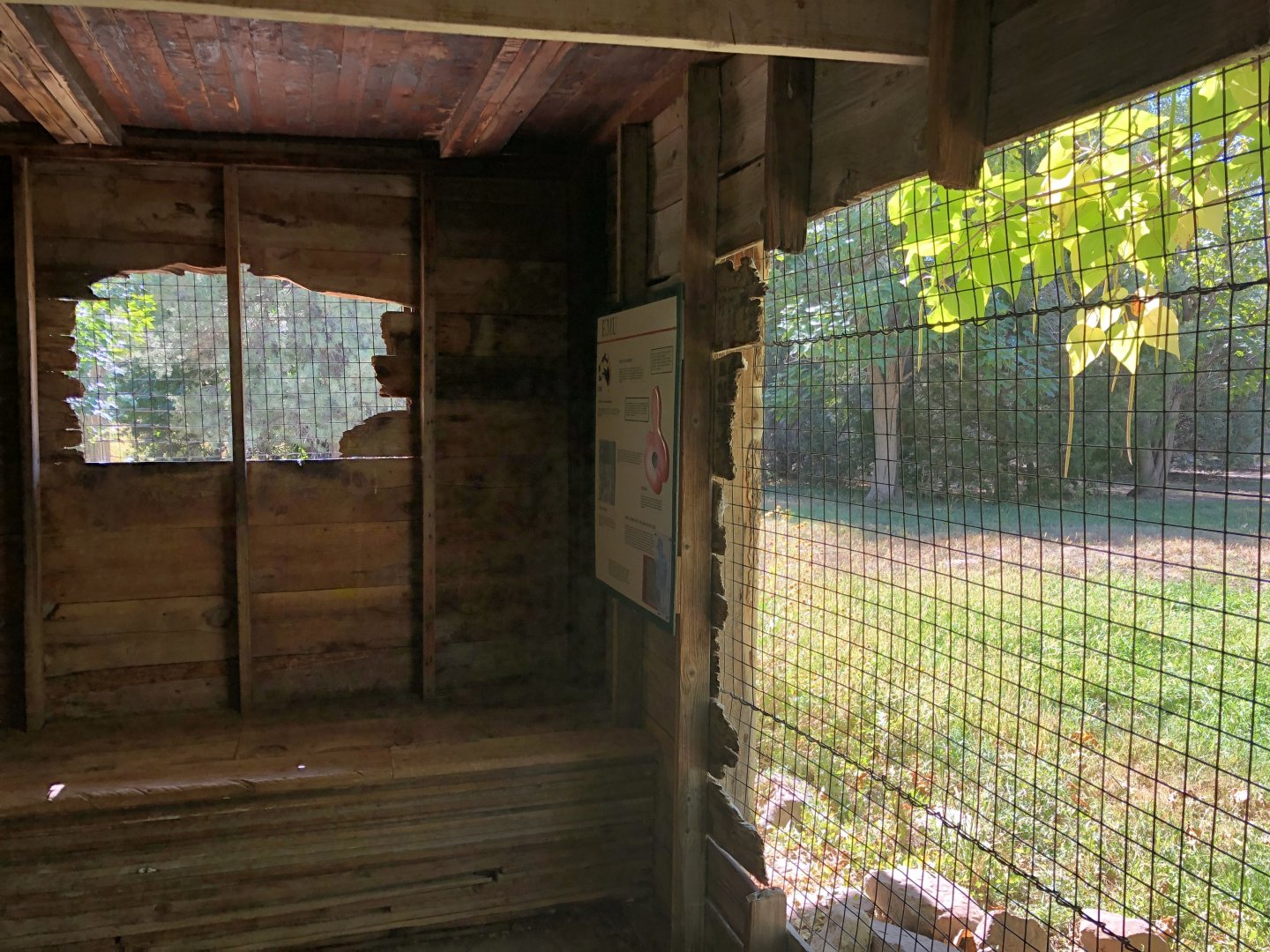 Red Kangaroo yard viewing