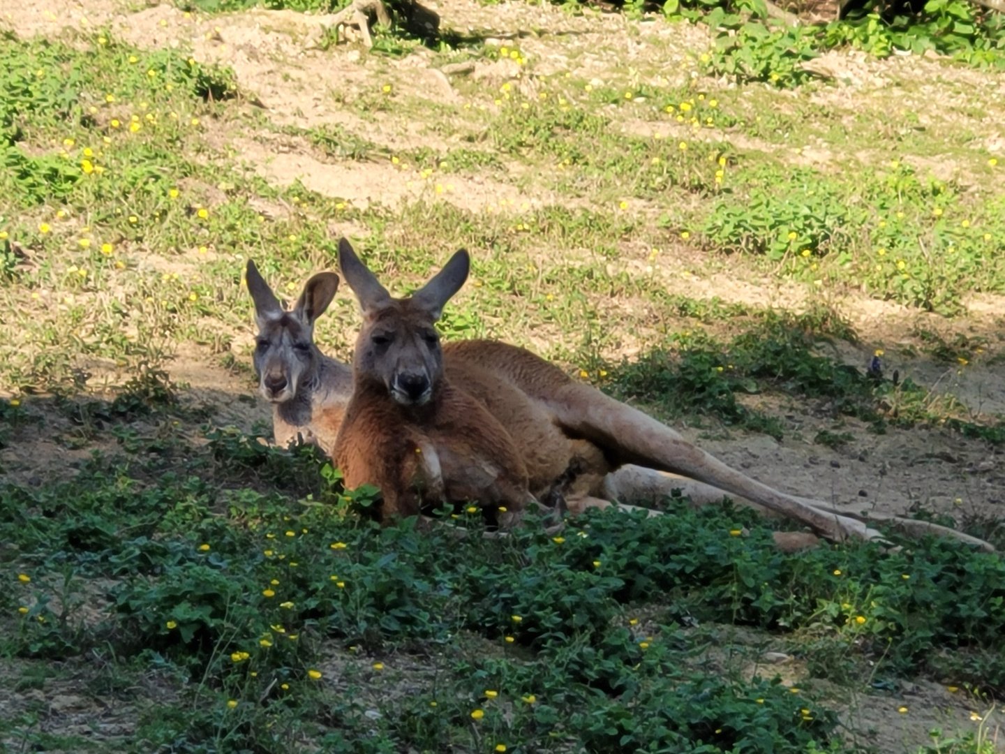 Red kangaroo -Zoo d'Asson (2022)