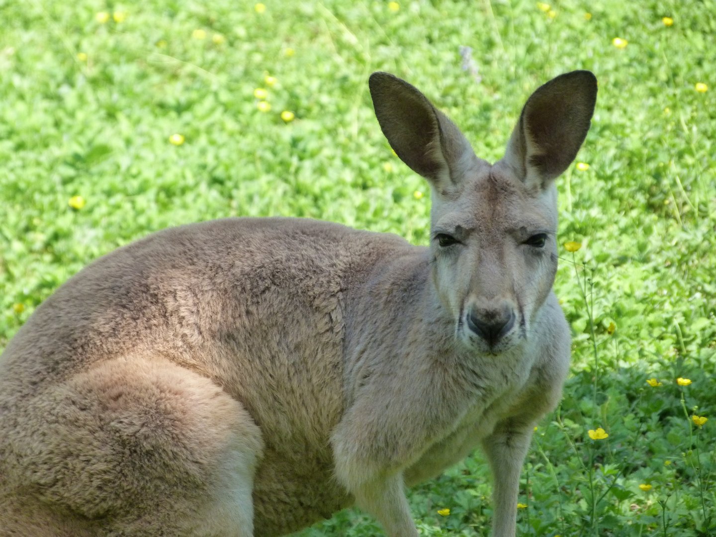 Red kangaroo -Zoo d'Asson (2025)