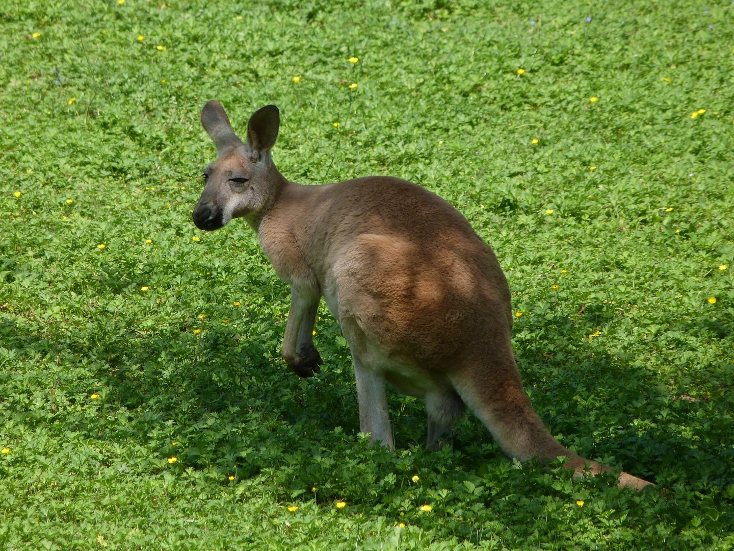 Red kangaroo -Zoo d'Asson (2025)