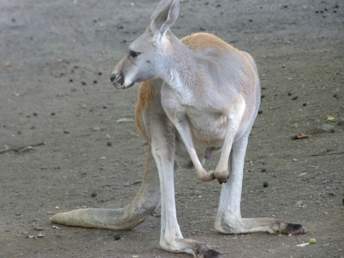 Red kangaroo -Zoo Plzeň (2025)