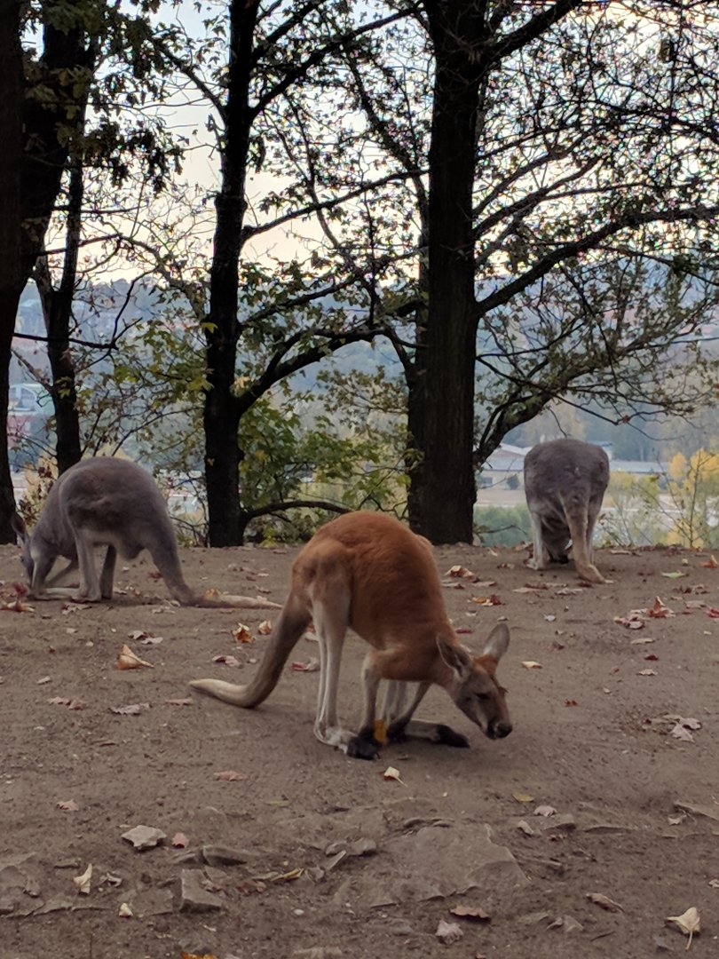 Red Kangaroo Zoo Praha 2018