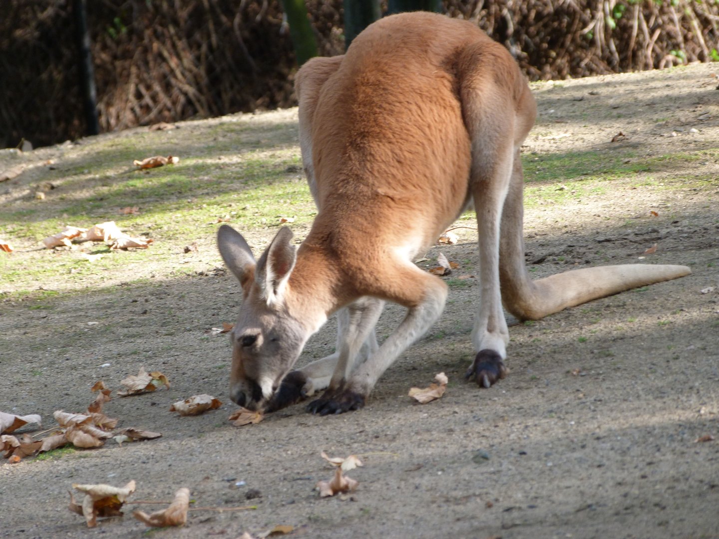 Red kangaroo -Zoo Praha (2025)