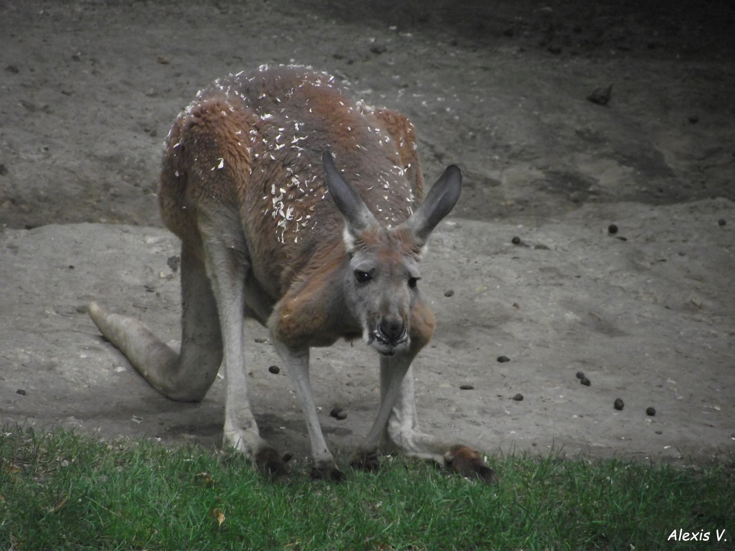Red Kangaroo - Zooparc de Beauval - 13/07/2024