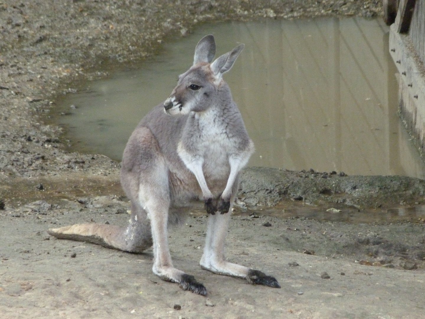 Red kangaroo -ZooParc de Beauval (2025)