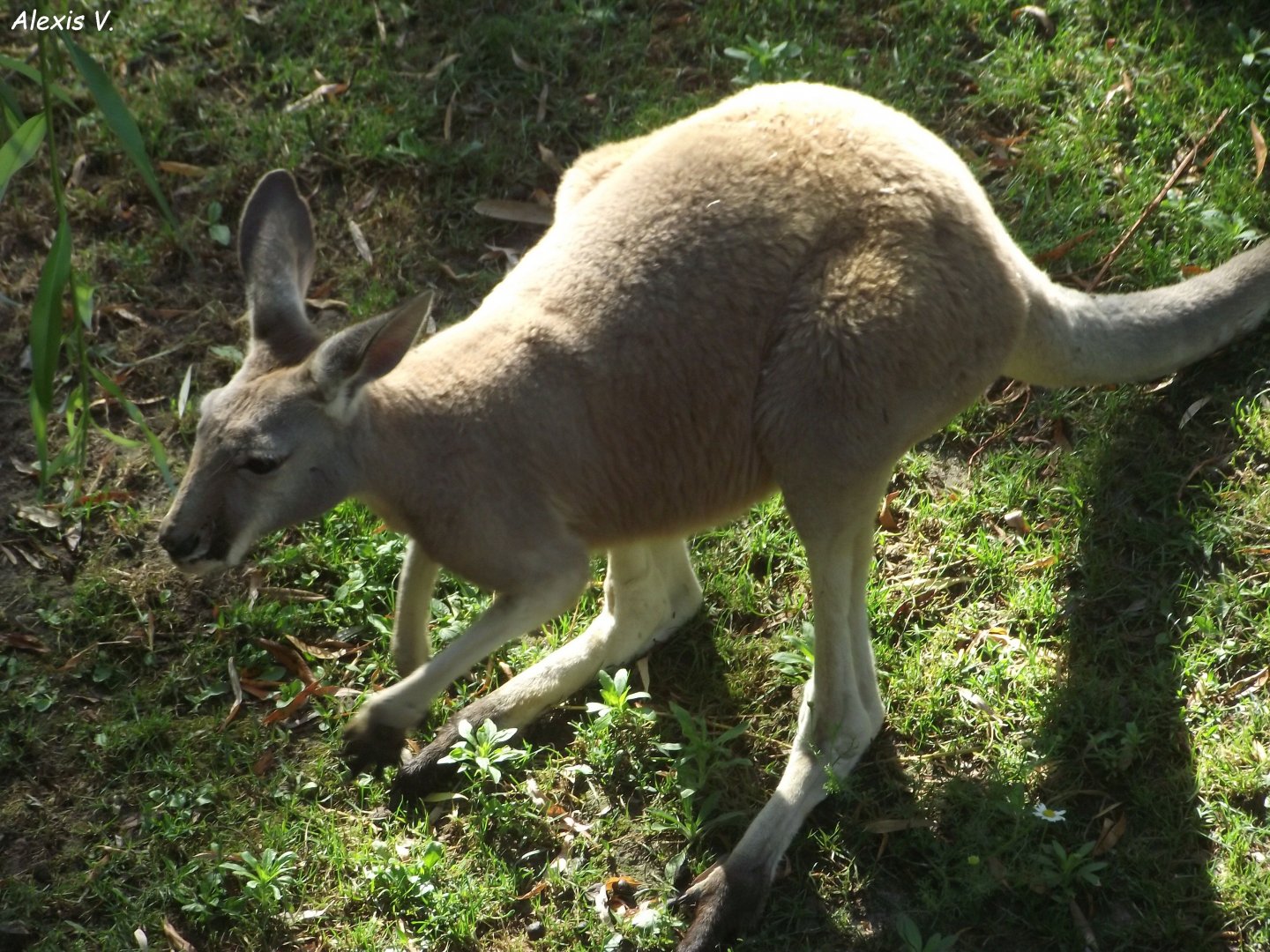 Red Kangaroo - Zooparc de Beauval, 28/06/2025