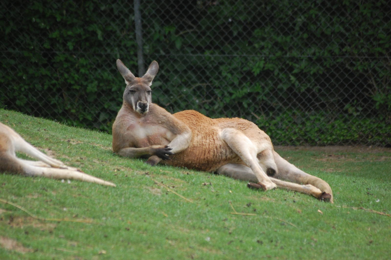 Red Kangaroo