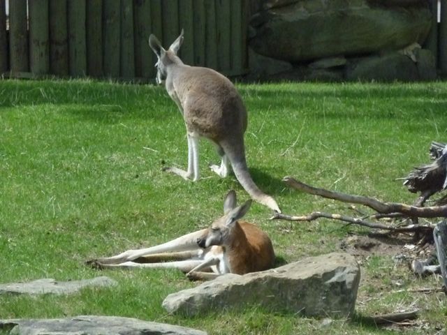 Red Kangaroo
