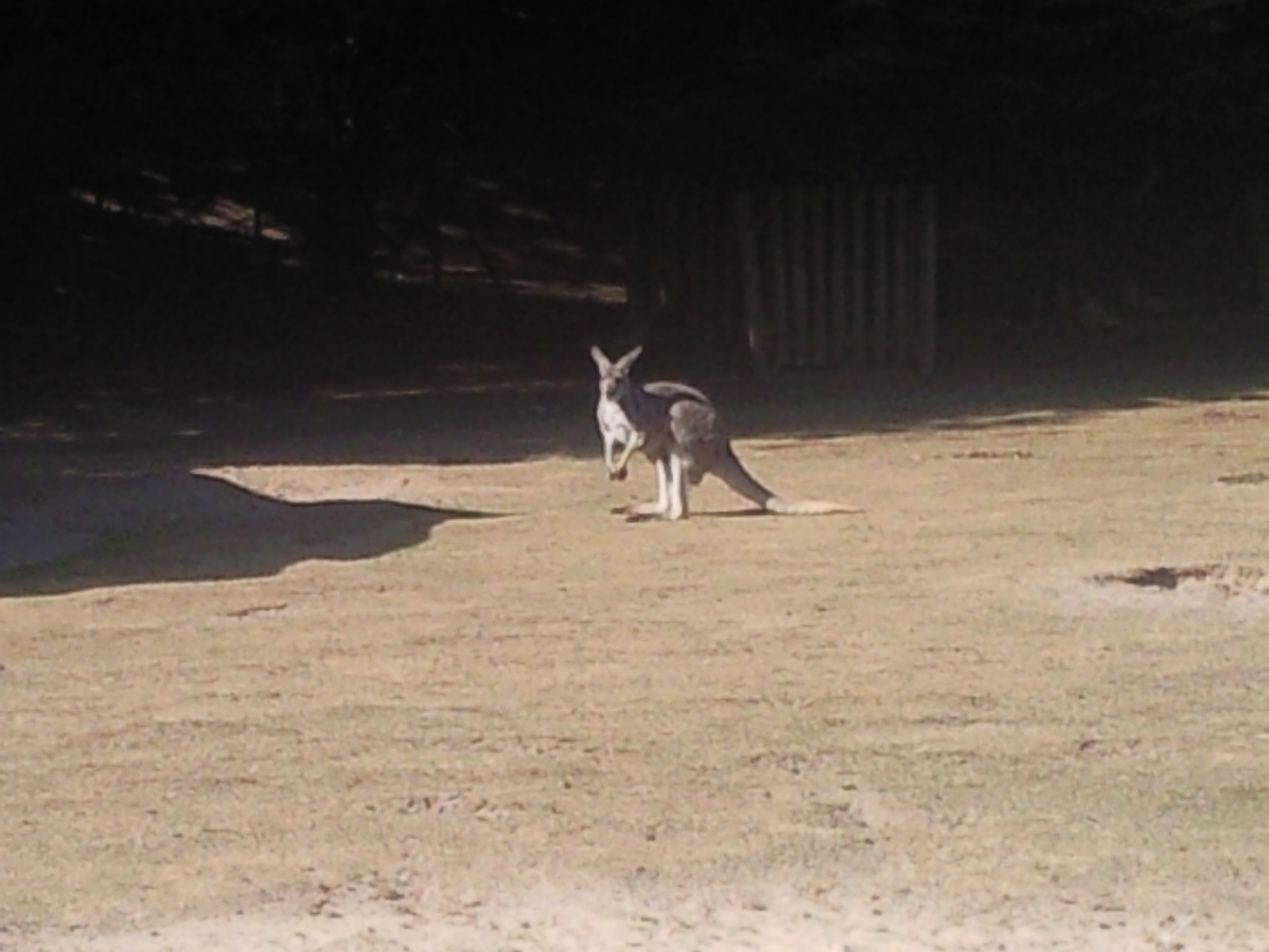 red kangaroo