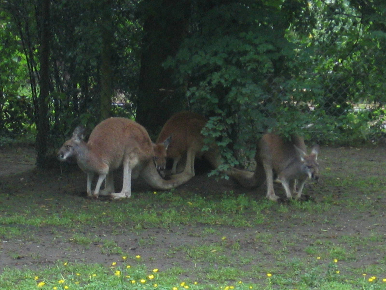 Red Kangaroo