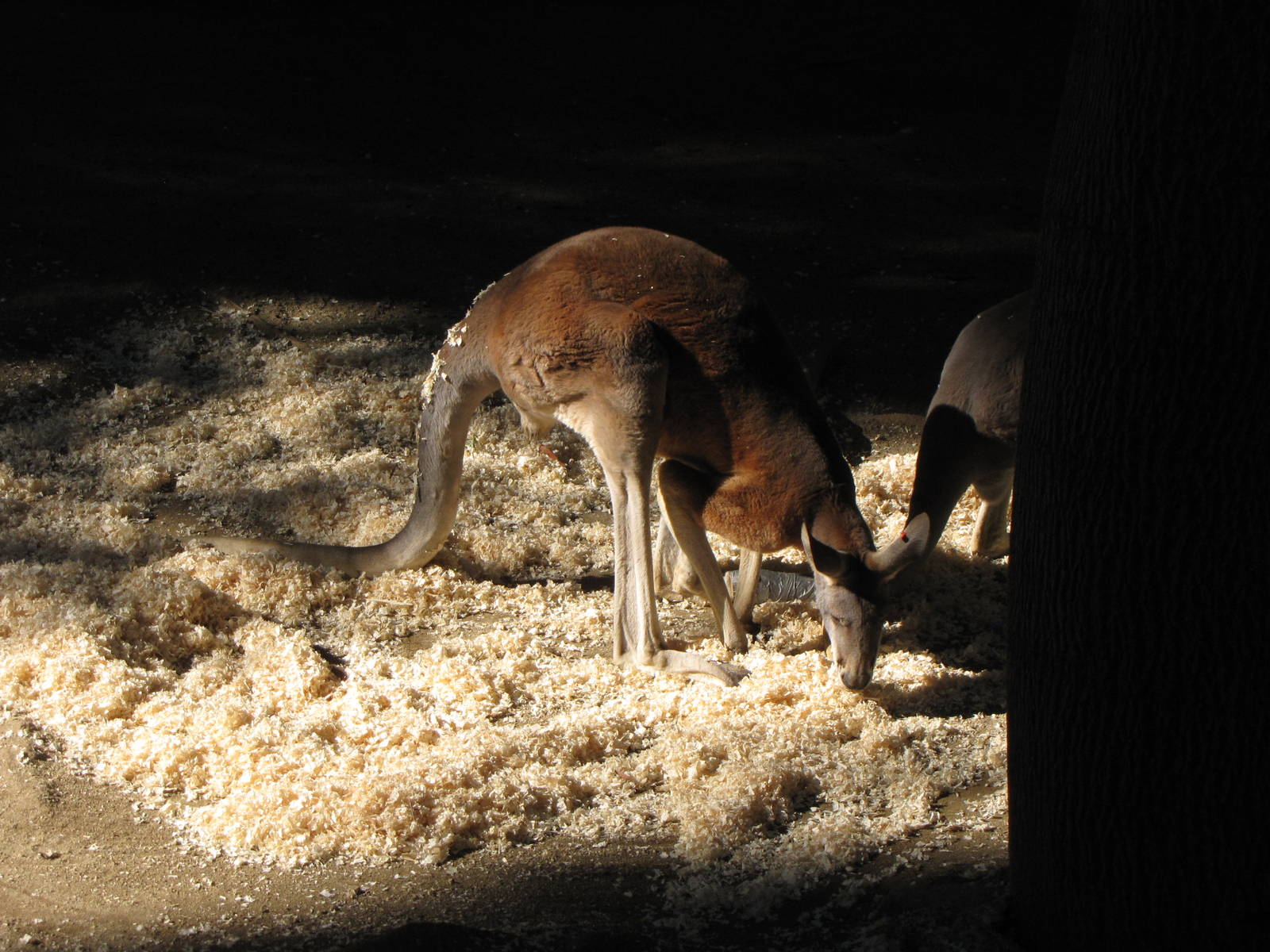 Red Kangaroo