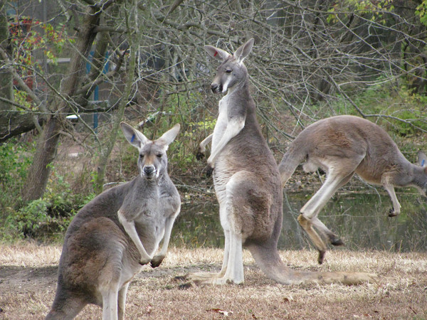 Red Kangaroo