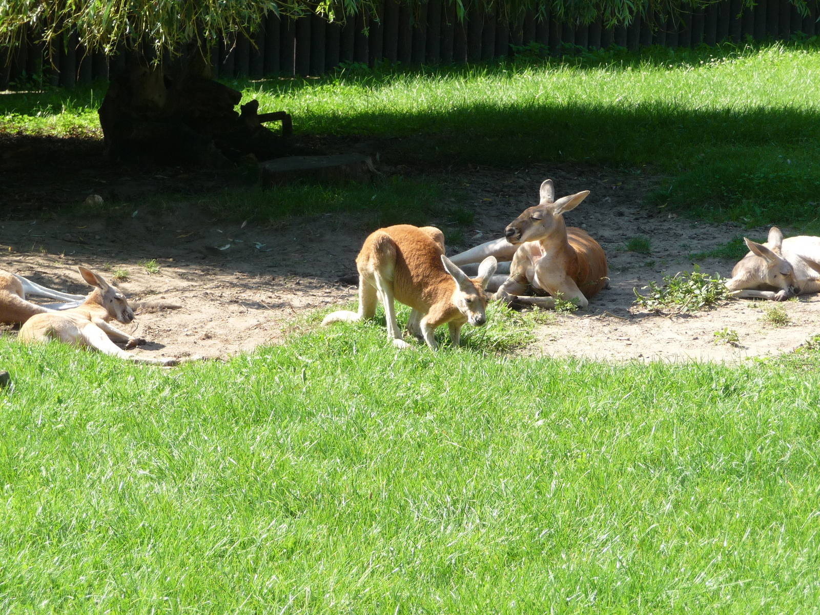 Red Kangaroo