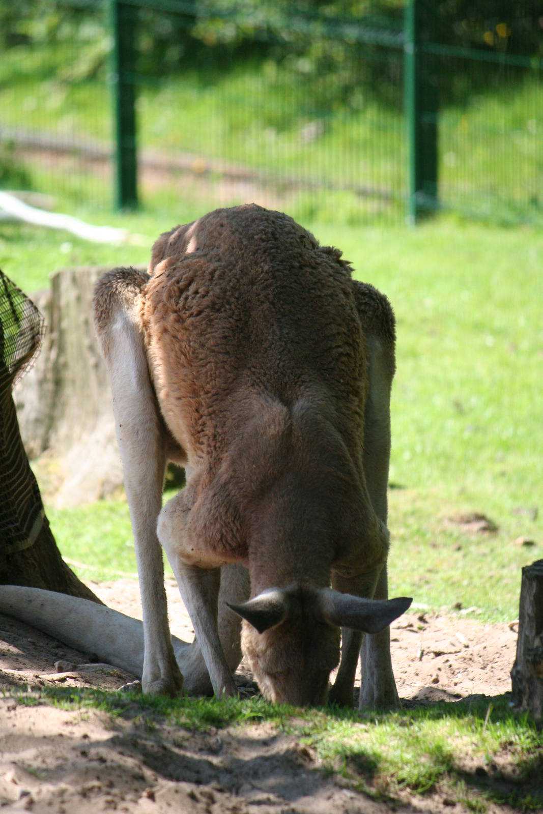 Red kangaroo