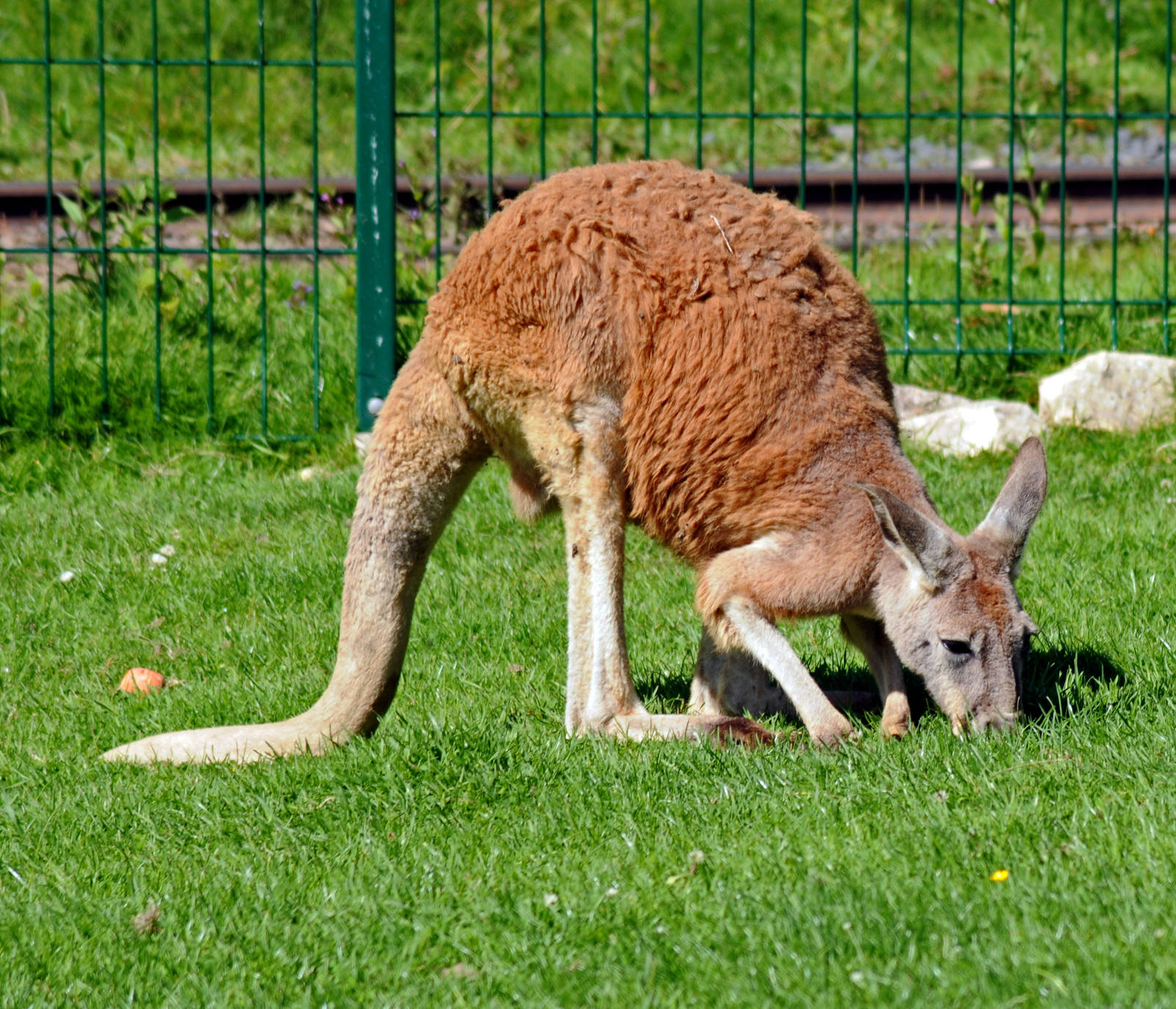 RED KANGAROO