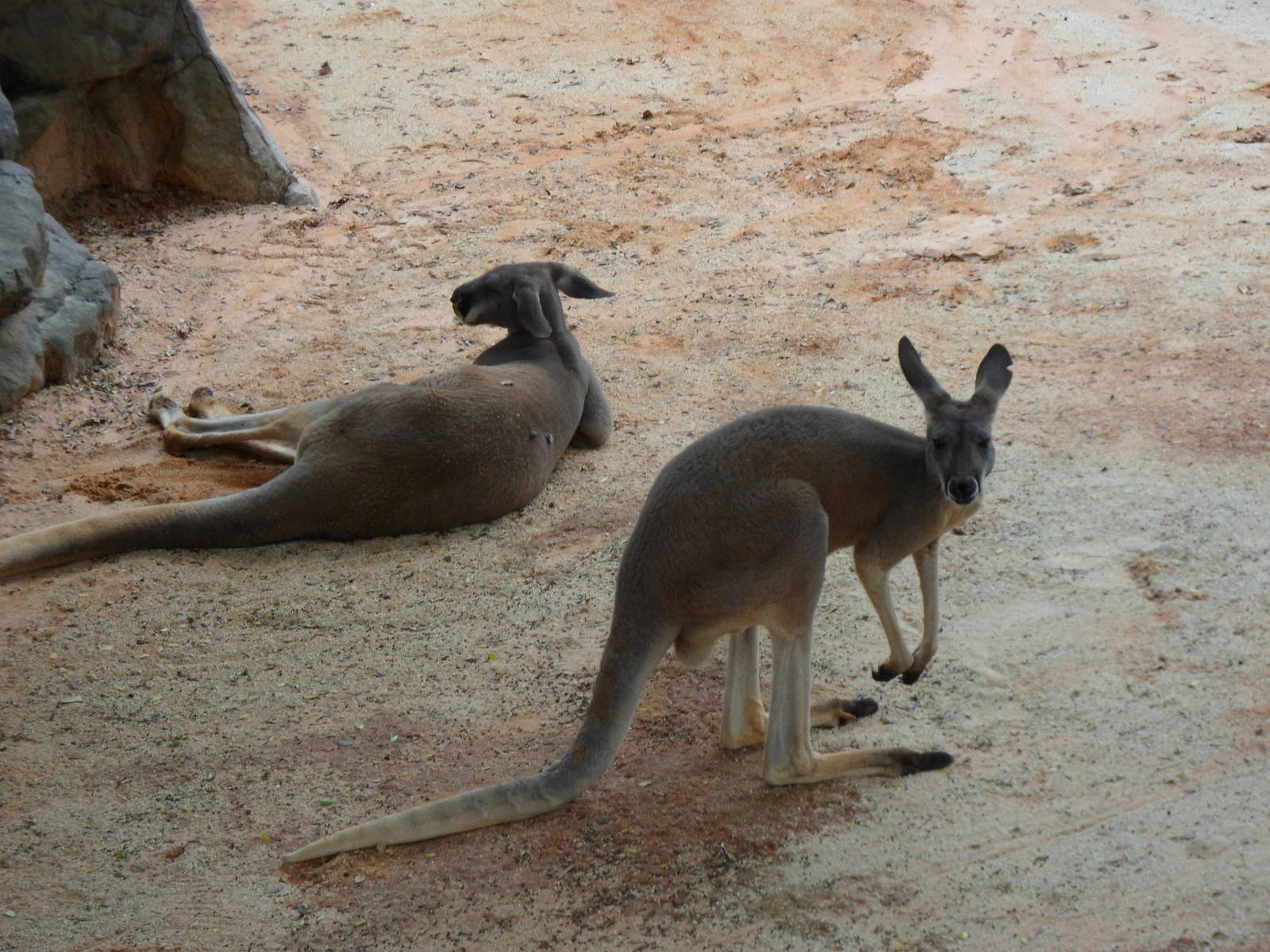 Red Kangaroo