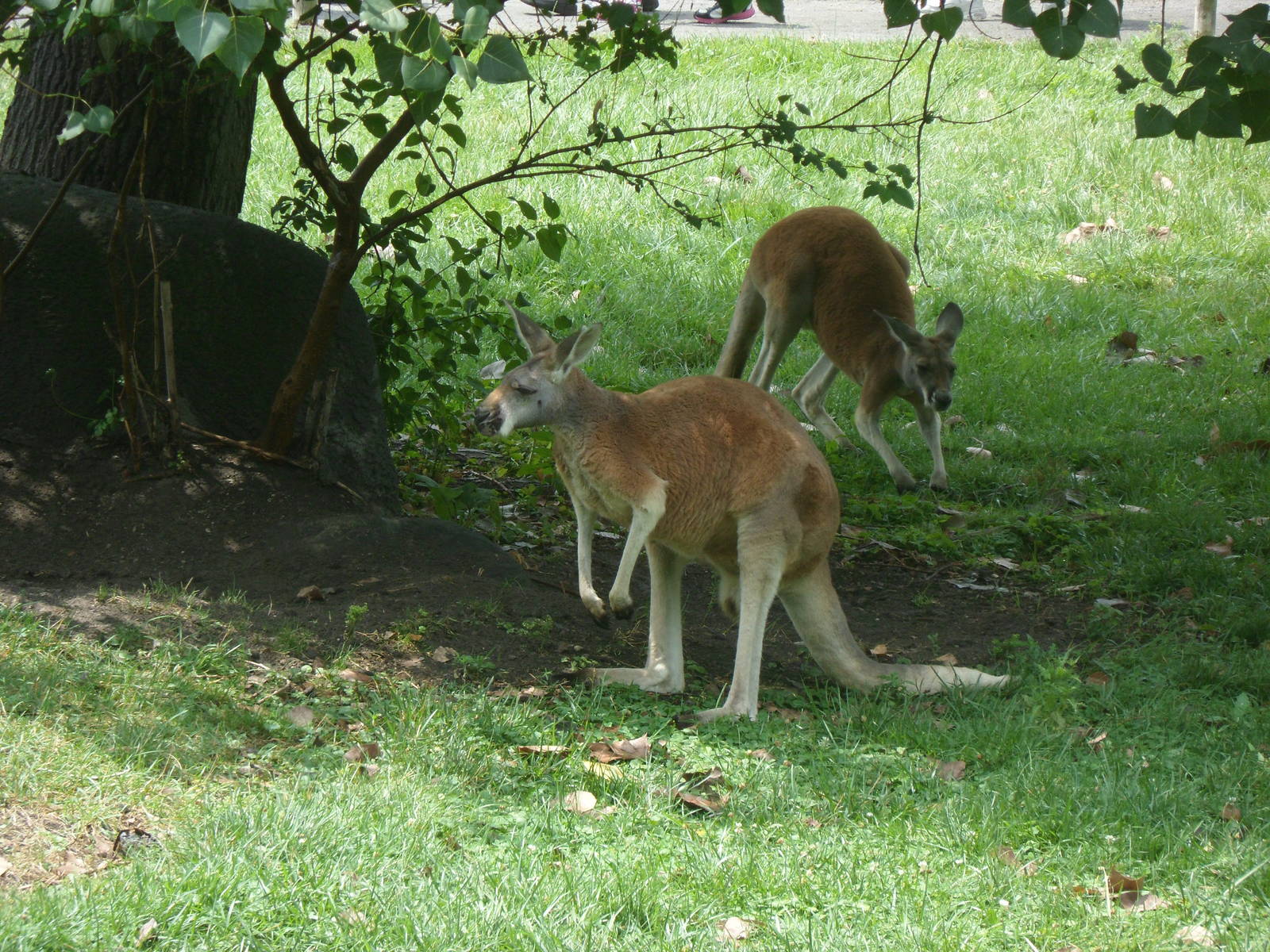 Red Kangaroo