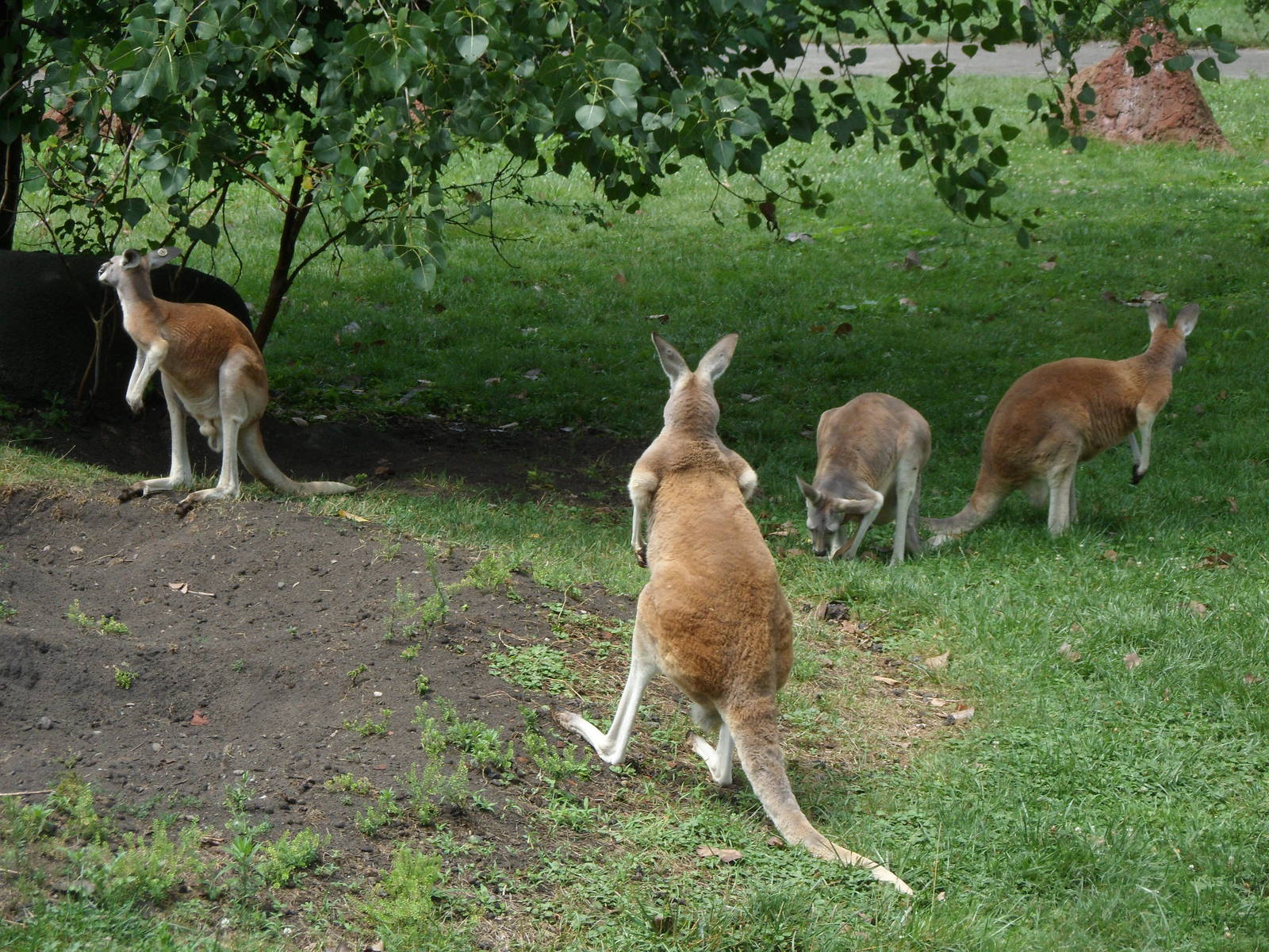 Red Kangaroo