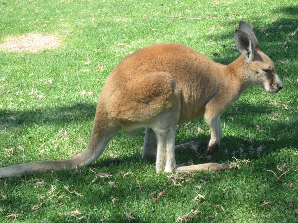 Red Kangaroo