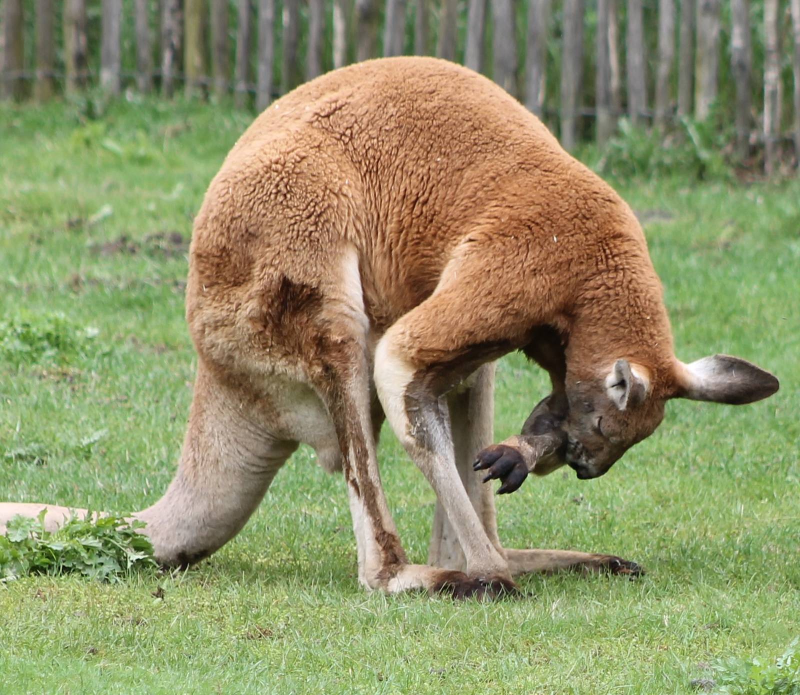Red kangaroo