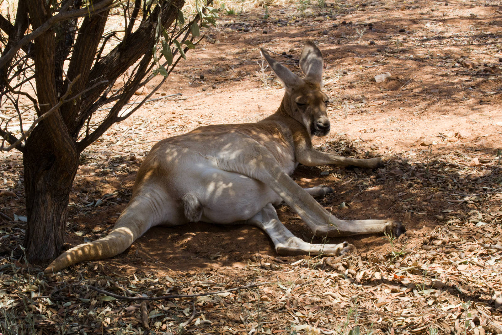 Red Kangaroo