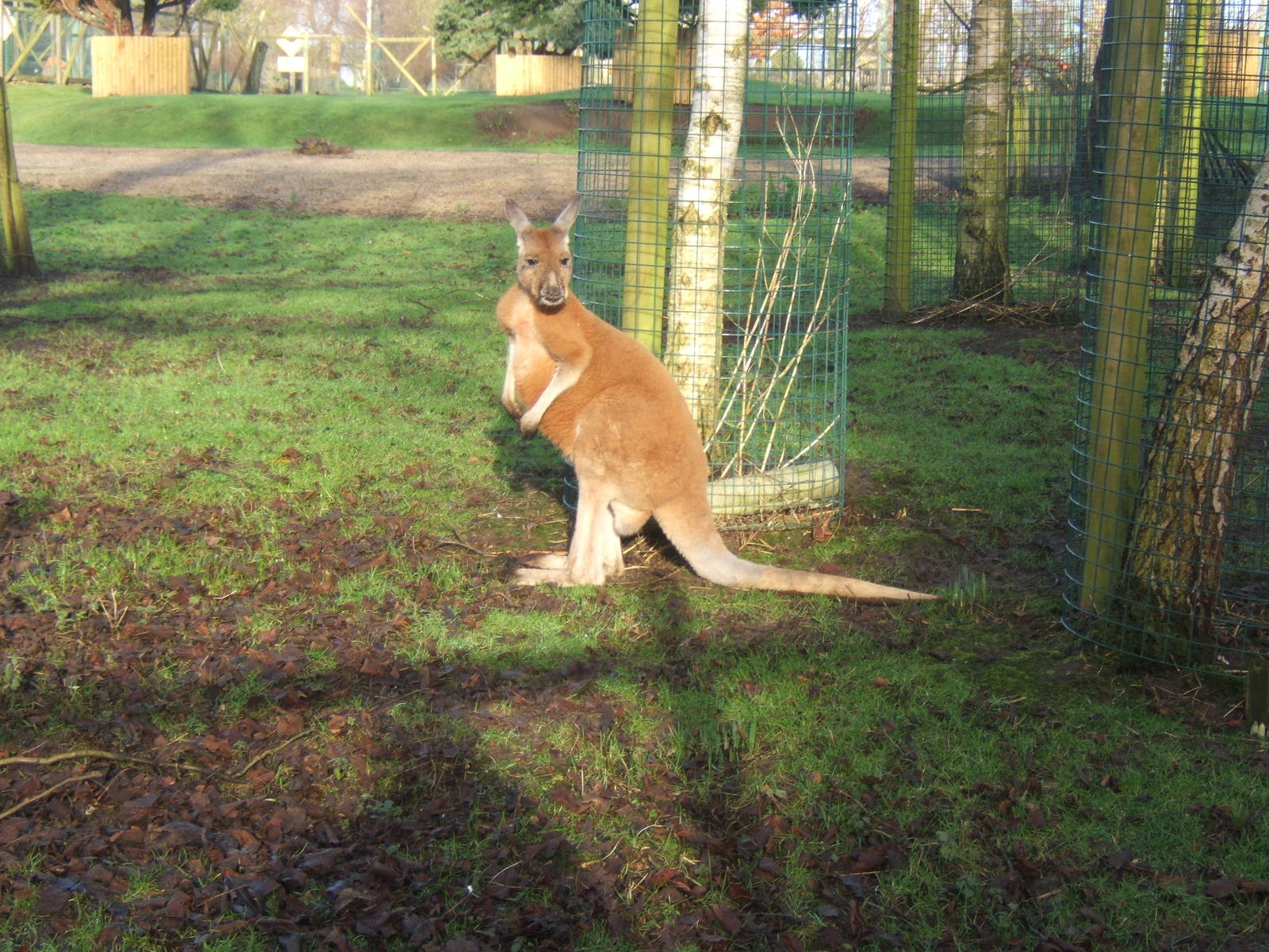Red Kangaroo
