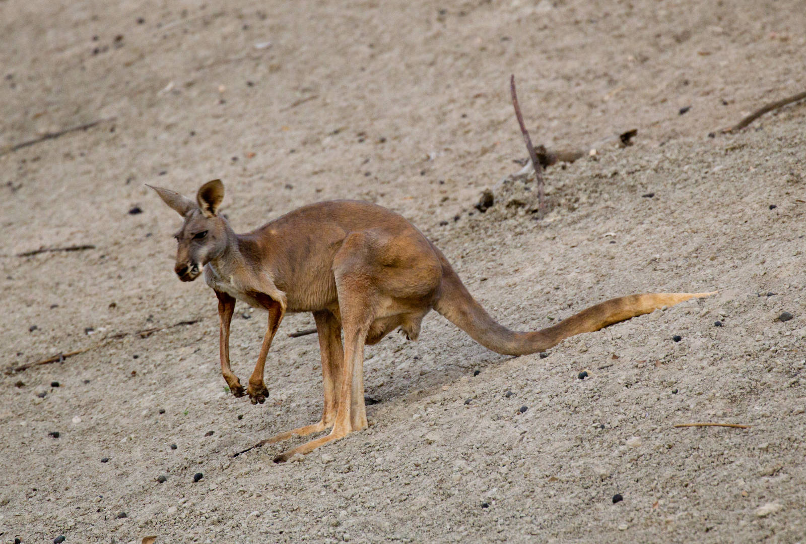 Red Kangaroo