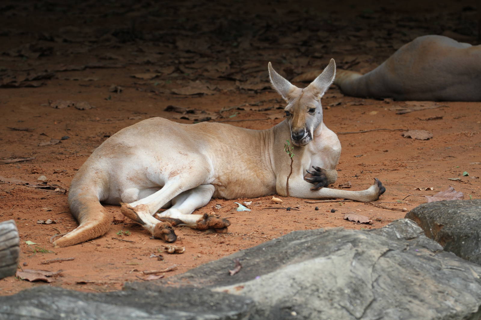 Red Kangaroo