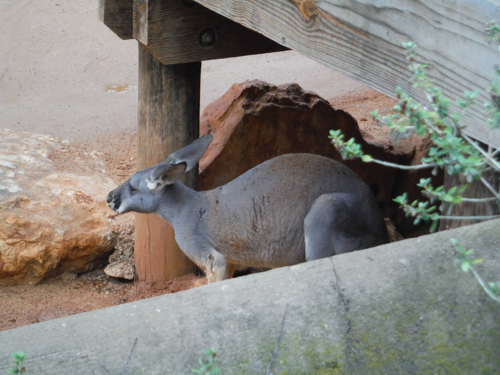 Red kangaroo