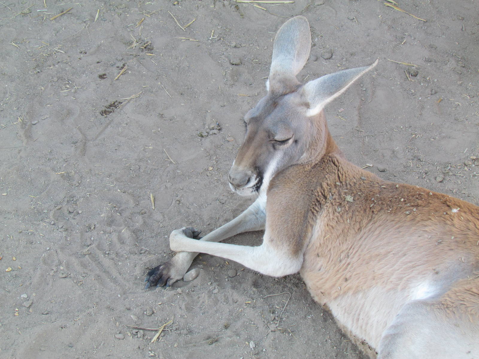 Red Kangaroo