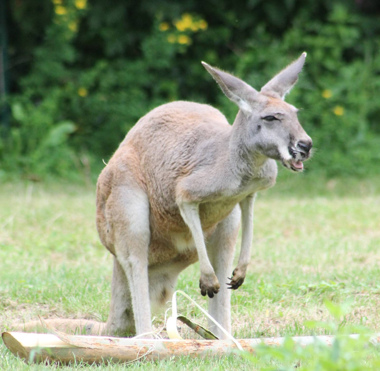 Red Kangaroo