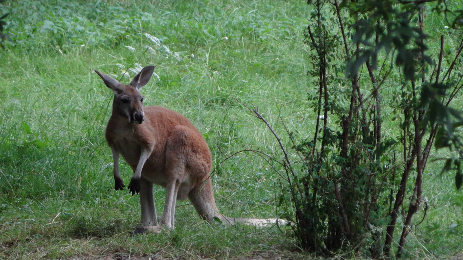 Red Kangaroo