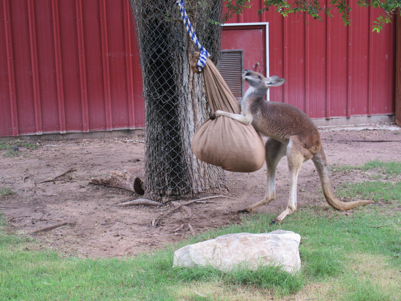 Red Kangaroo