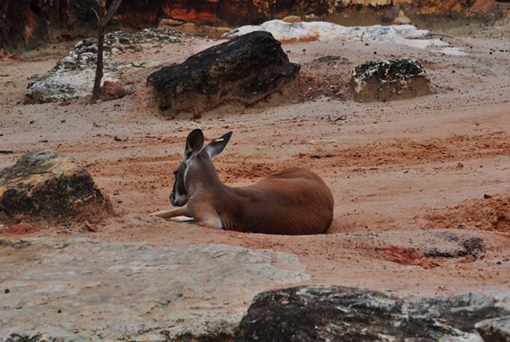 Red Kangaroo